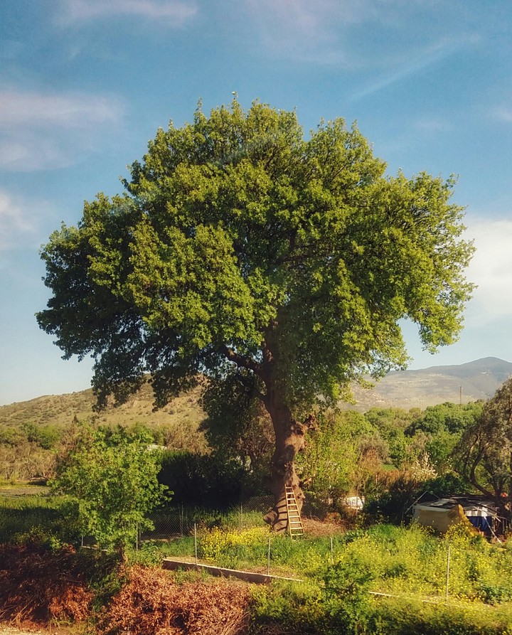 ağaç