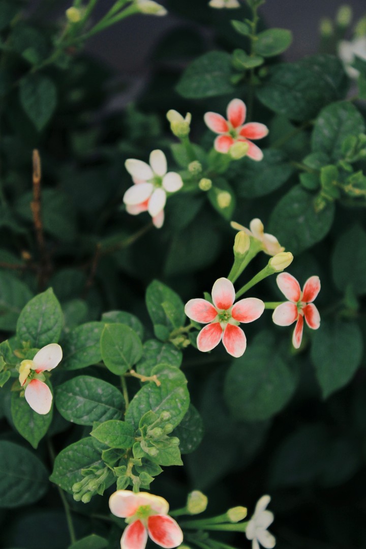 spring flowers