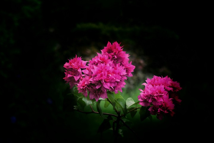 flower