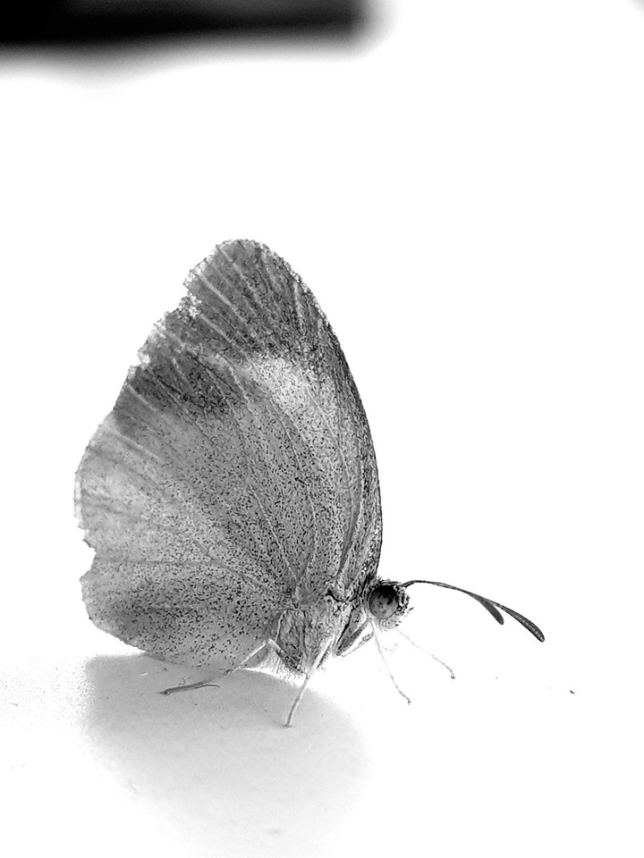 butterfly