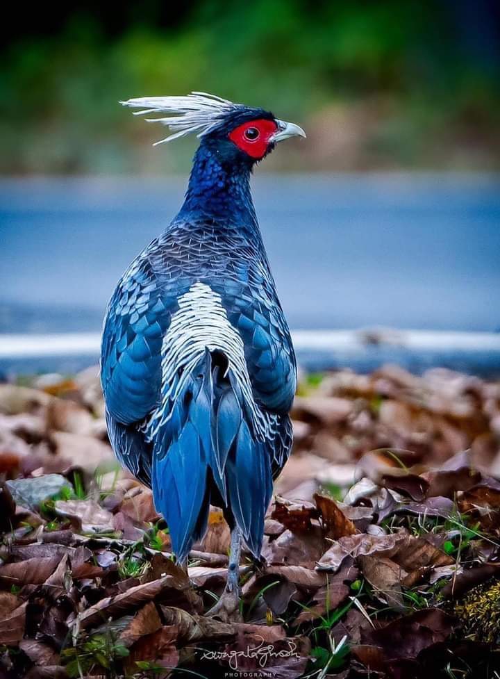 Bird
