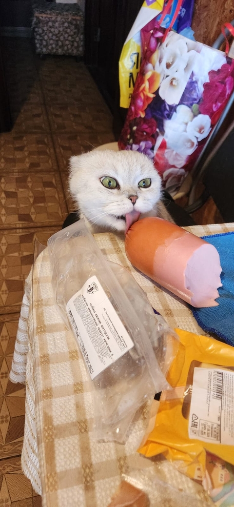 Cat