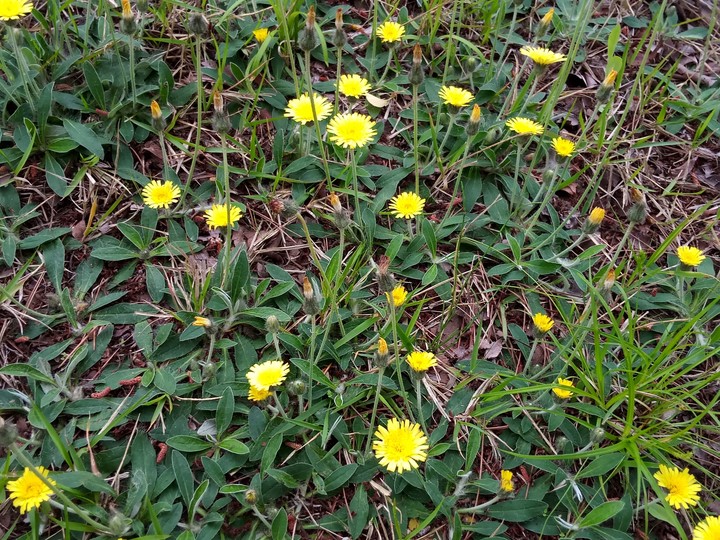 Dandelion