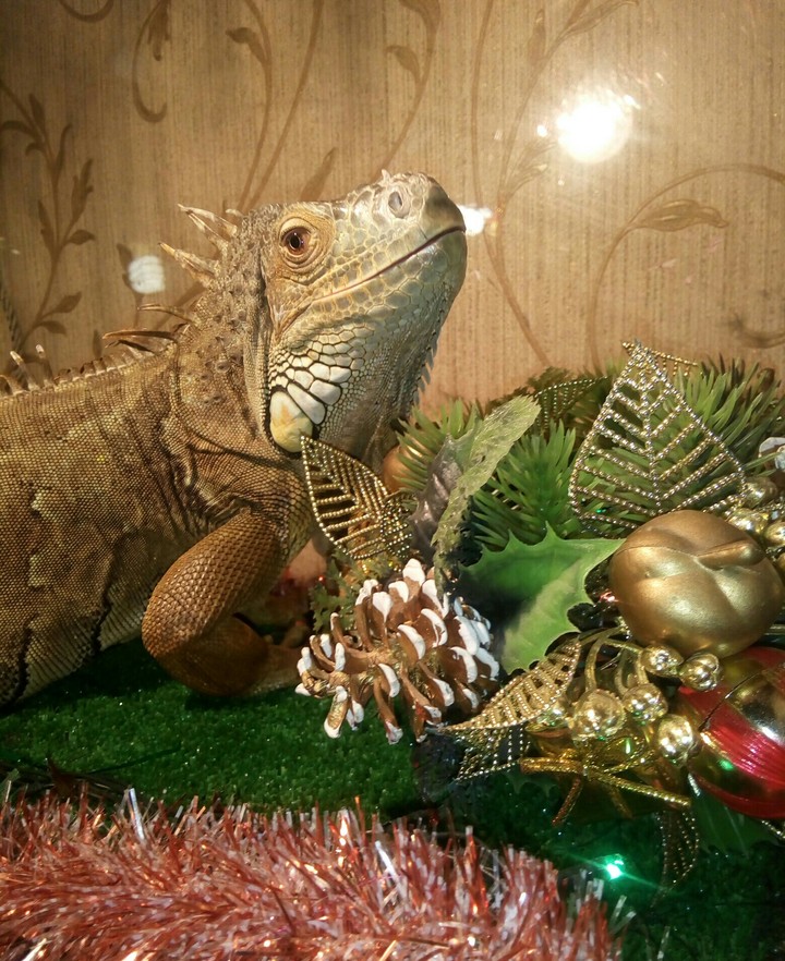 Игочка