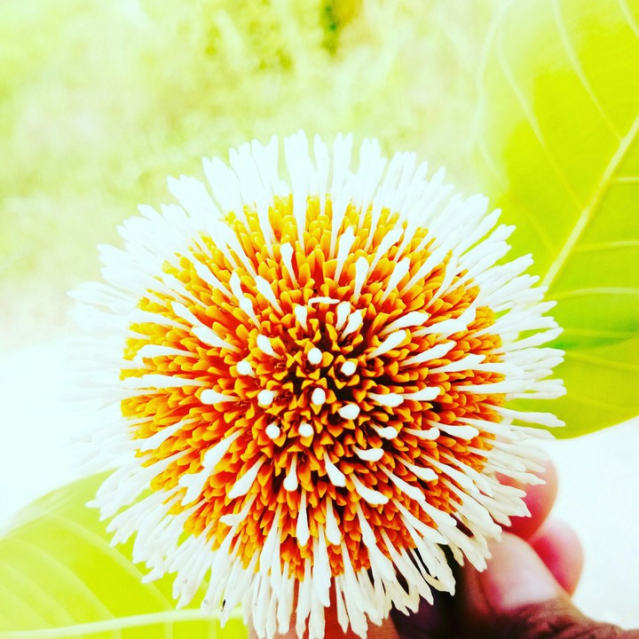 sanjit