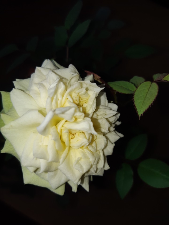 роза - rose