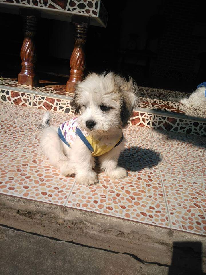 little dog