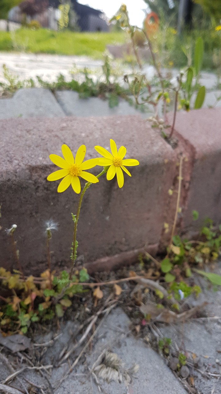 yellow fellow