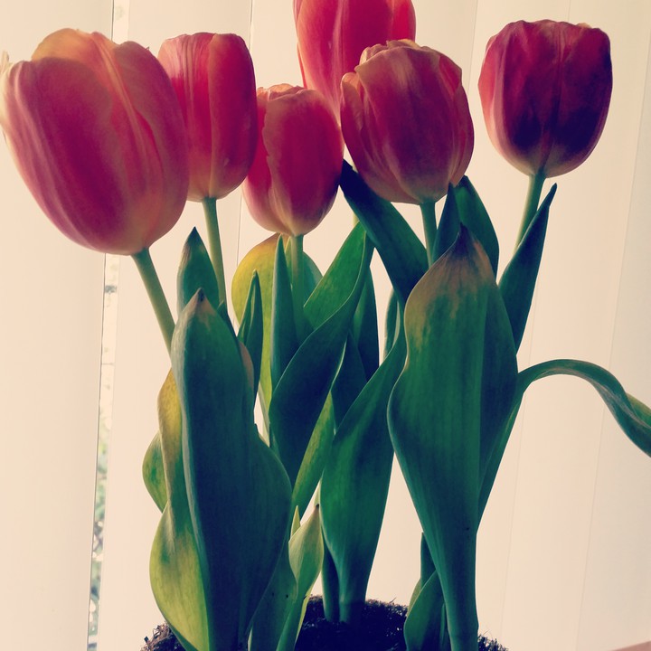 Tulips