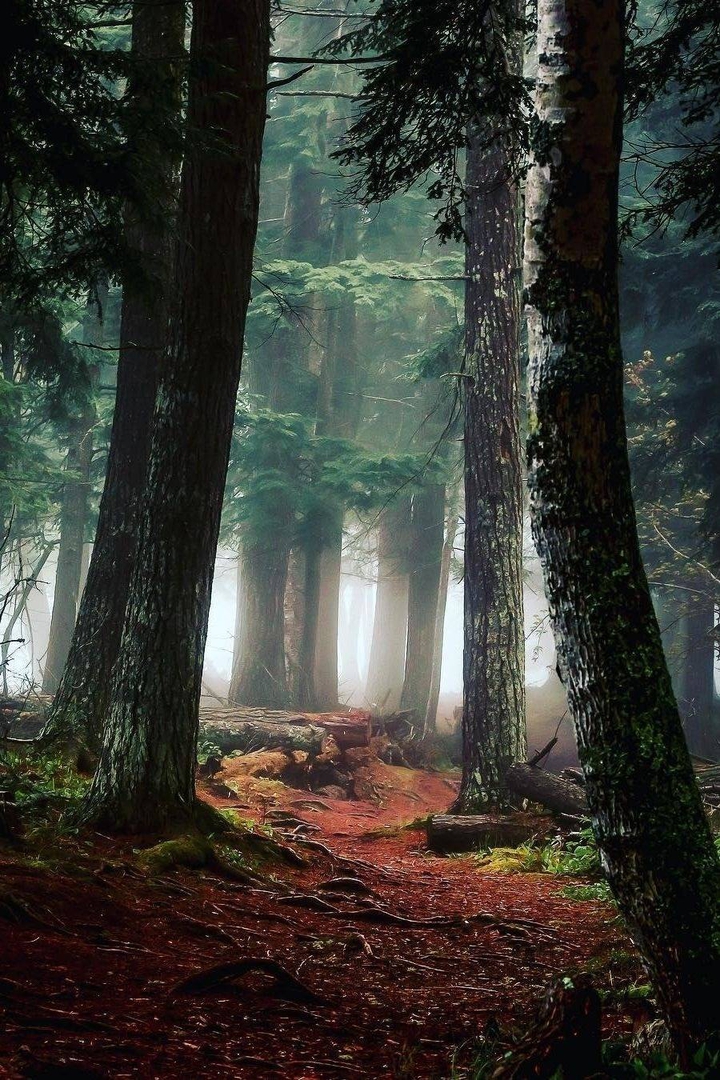 forest