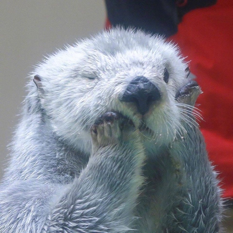 fonds d'écran Carnivore, mustelidae