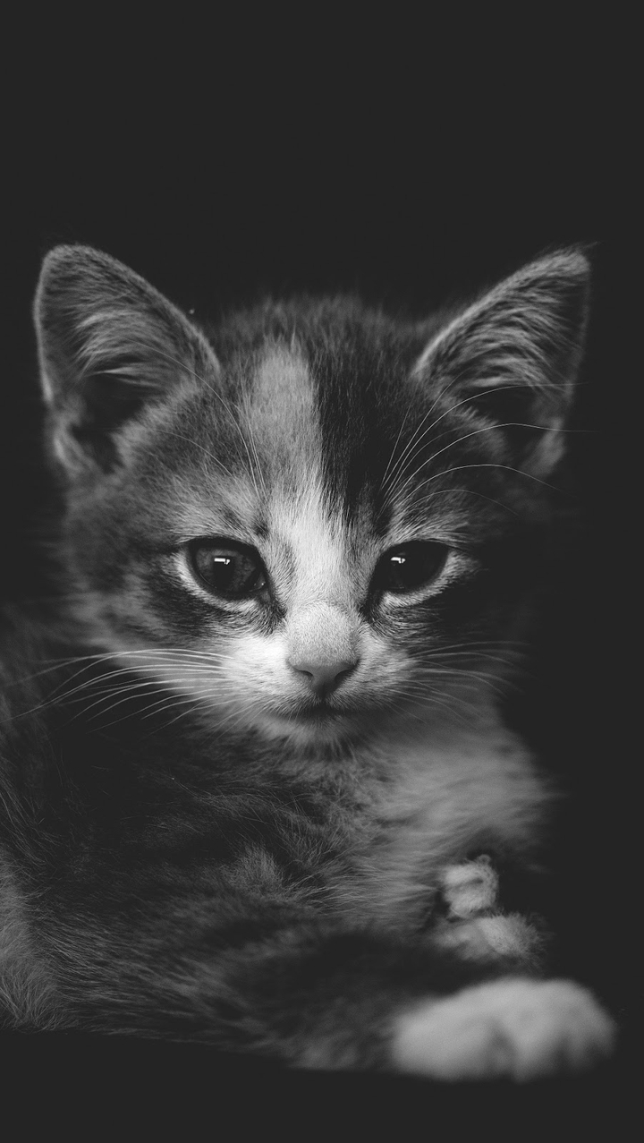 Kitty❤