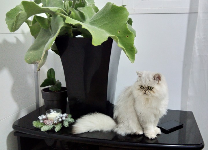 Mimishka