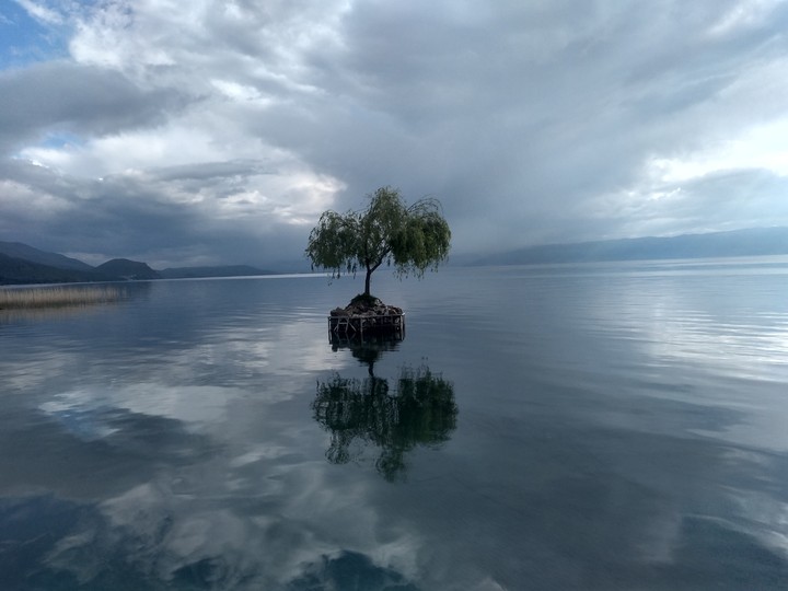 the tree