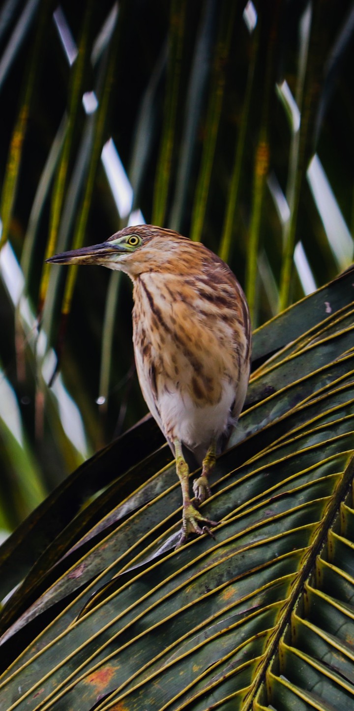 Indian Pond Heron