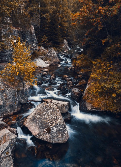 tapety river, forest