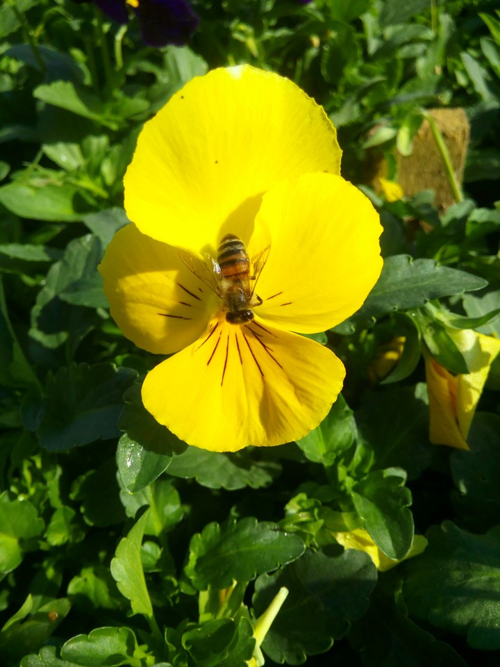 bee