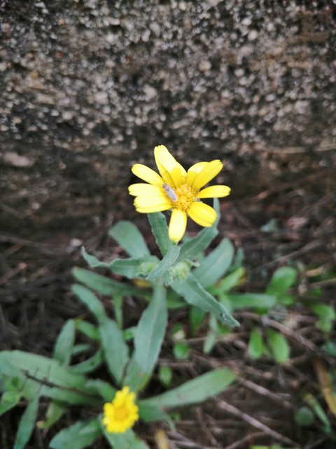 Blossom