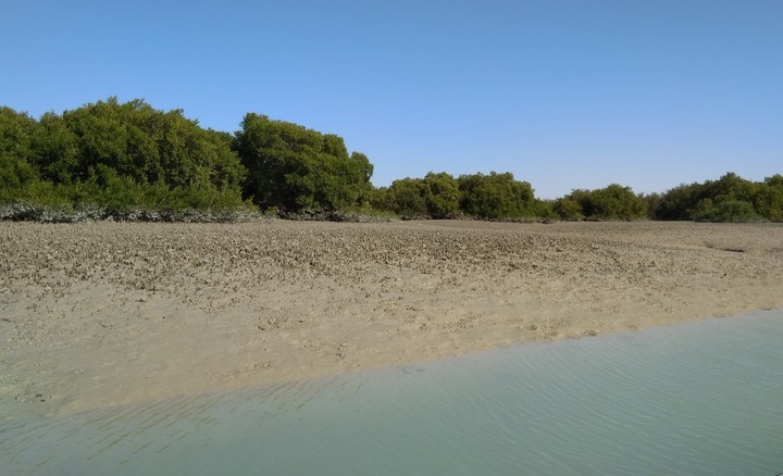 Iran, Qeshm Island, Harra forest