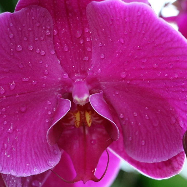 orchids