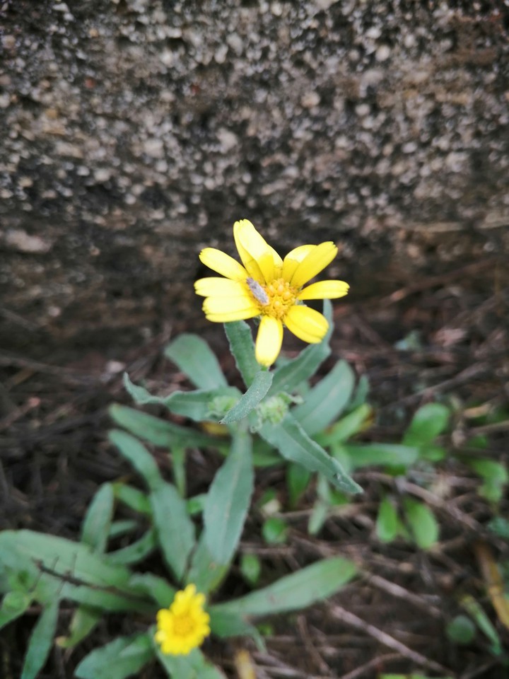 Blossom