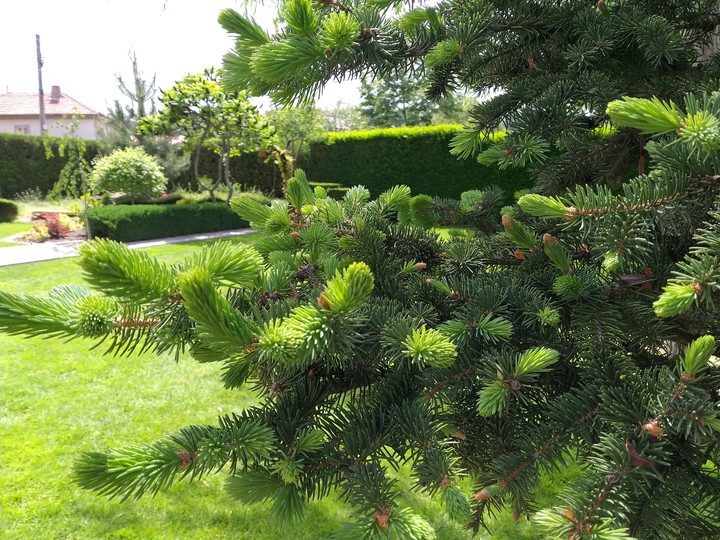 green