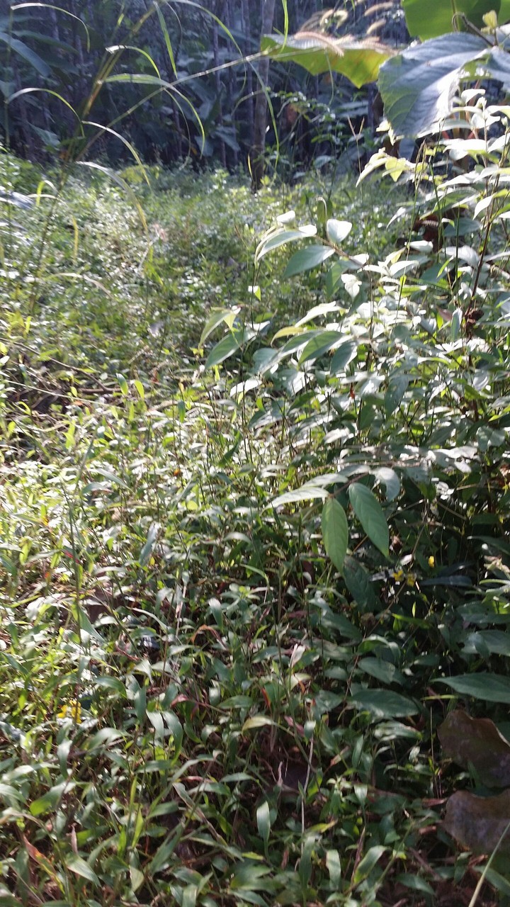 Rabbit home