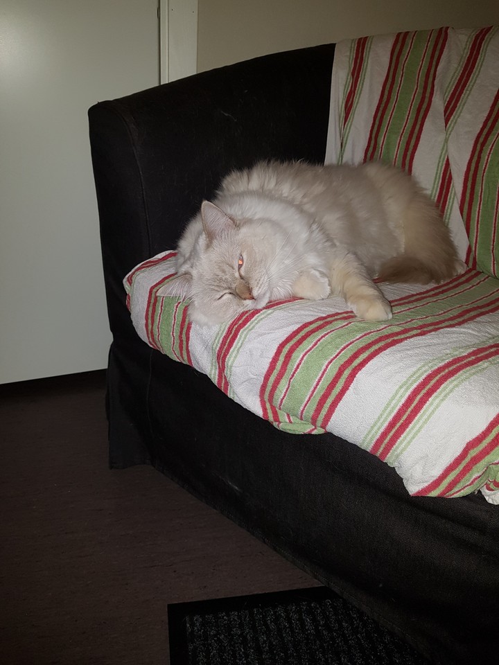 My Simba