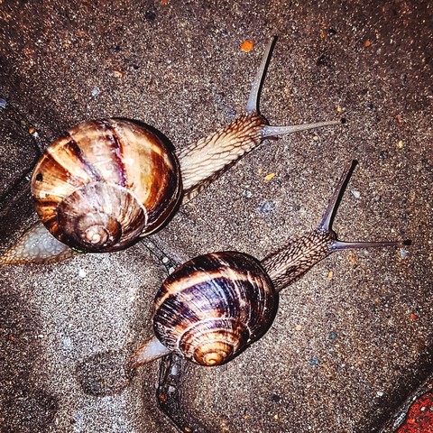a walk
