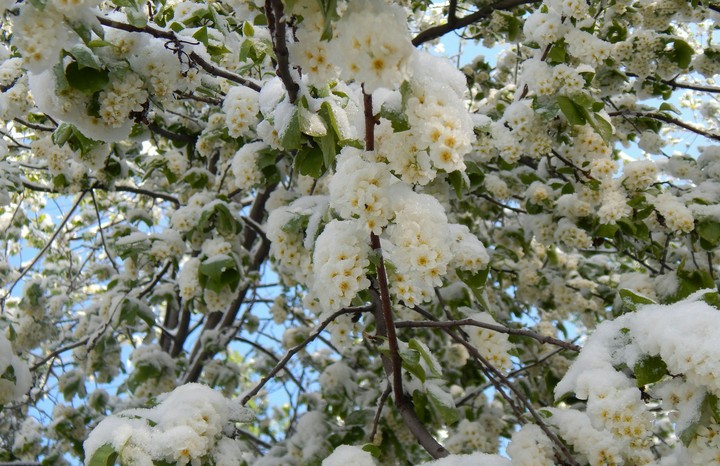 bird-cherry tree