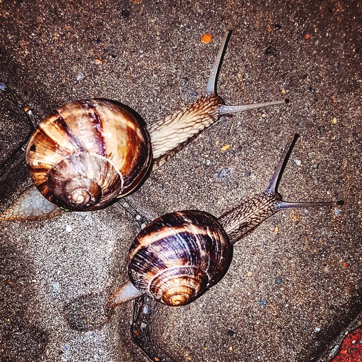a walk