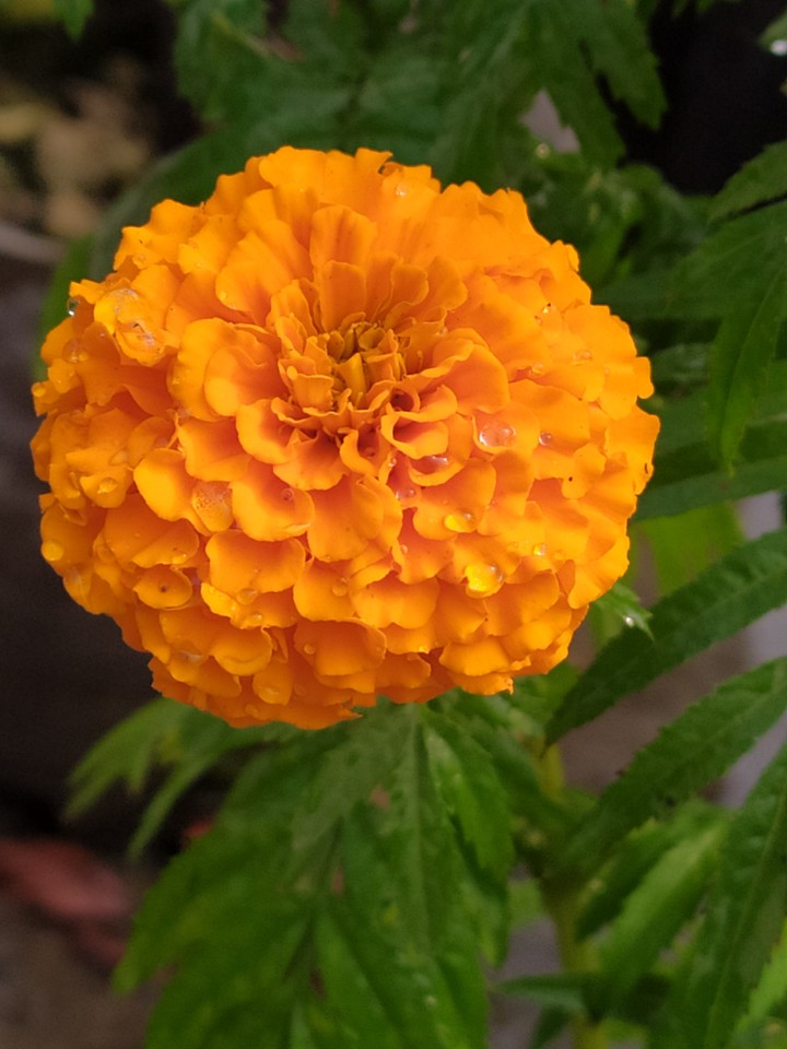 flower