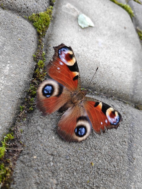 butterfly