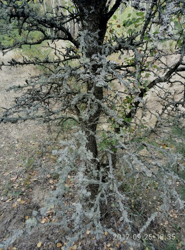 in forest