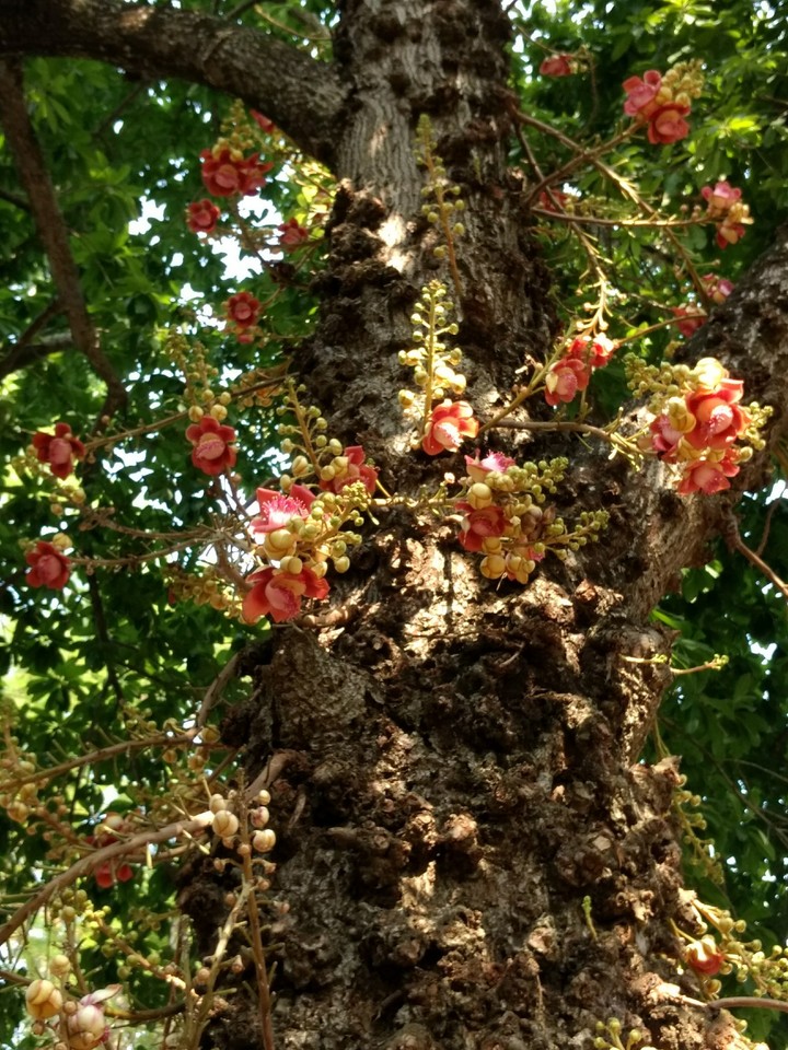 strange tree
