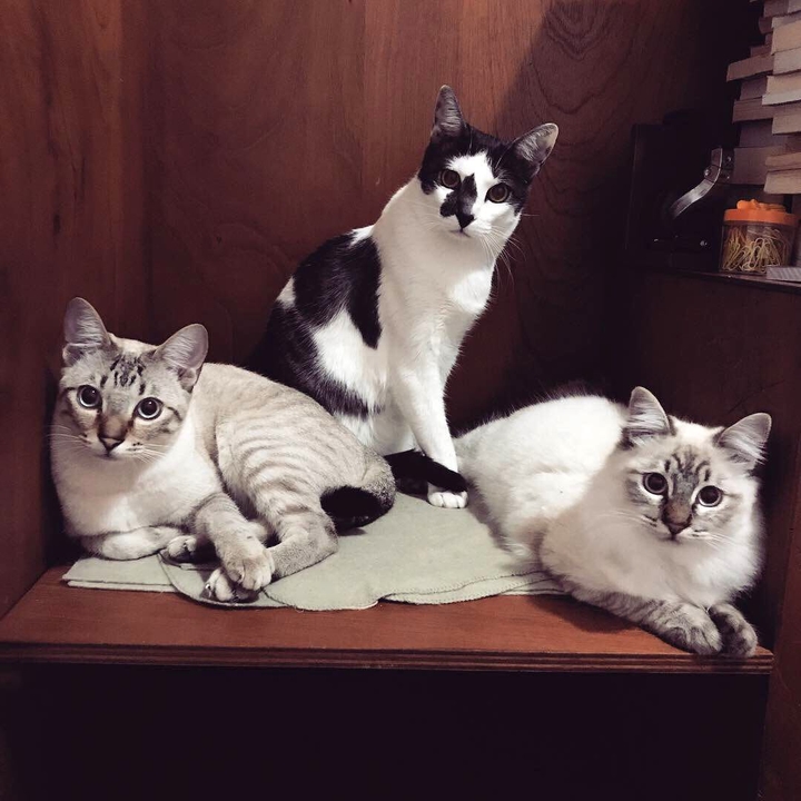 Os três mosqueteiros