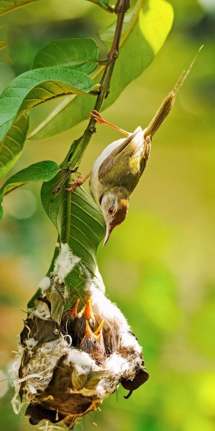 mother's love