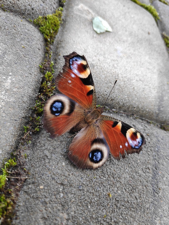 butterfly