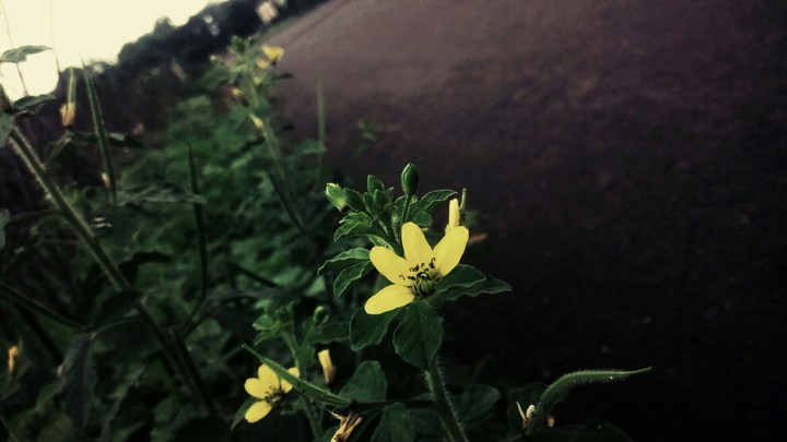 Darling Daisy
