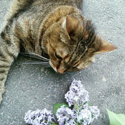 Cat with flowers