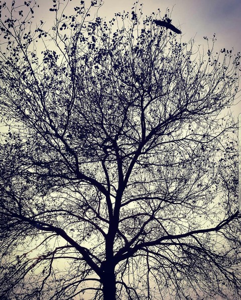 evening