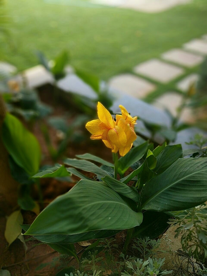 Dslr effect with my phone...