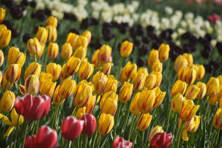 Tulip bulbs