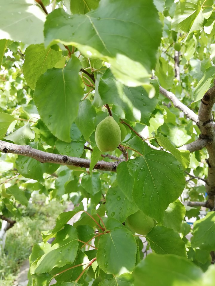 apricot