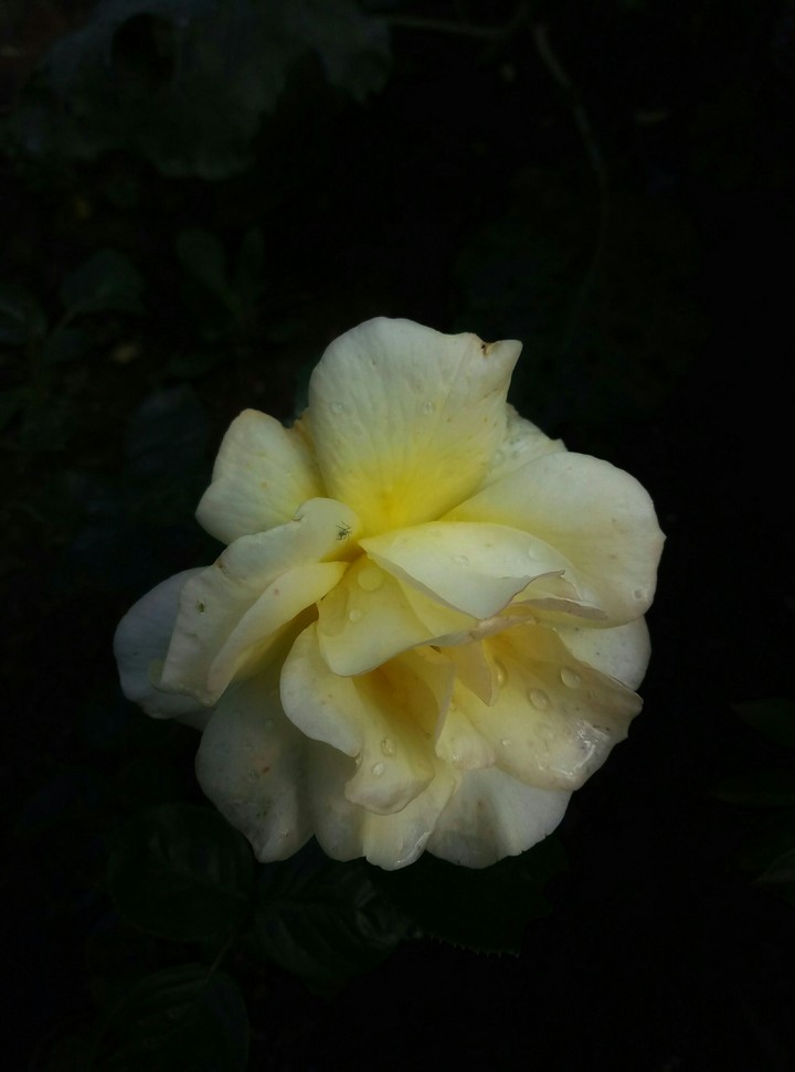 rose