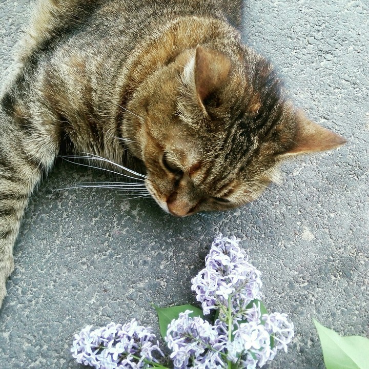 Cat with flowers