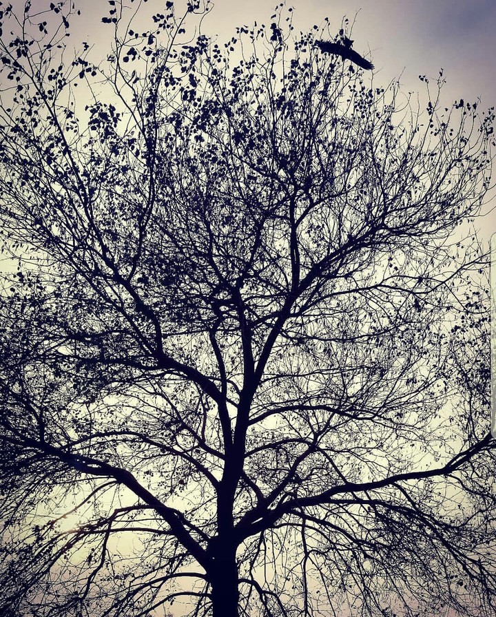 evening