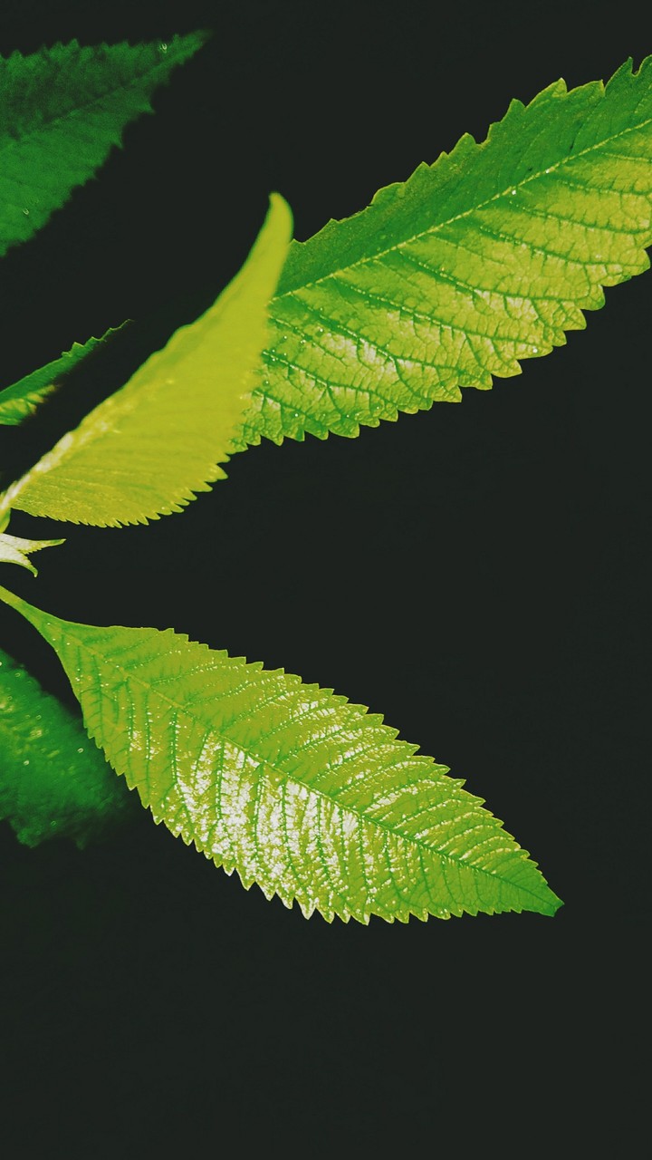 leaves
