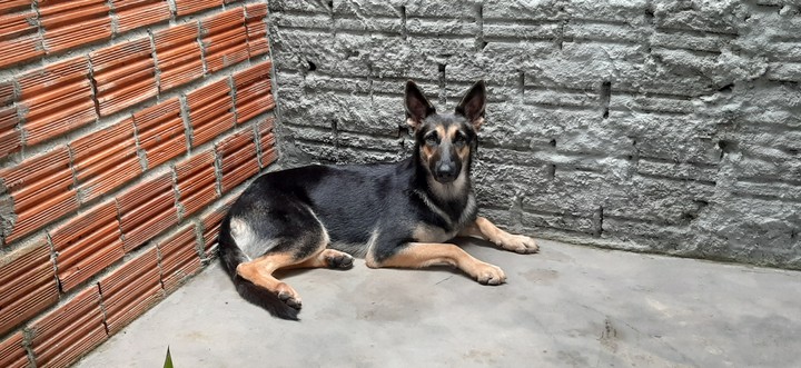 German Shepherd