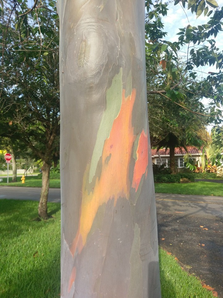 pained eucalyptus tree